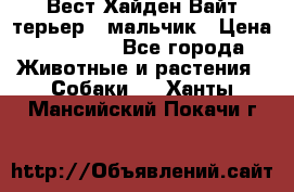 Вест Хайден Вайт терьер - мальчик › Цена ­ 35 000 - Все города Животные и растения » Собаки   . Ханты-Мансийский,Покачи г.